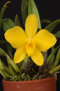 S. coccinea var aurea Diamond Orchids